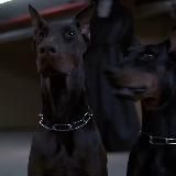 @DOBERMANS