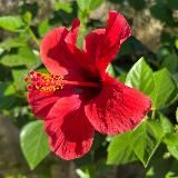 Begi_hvatay закупка