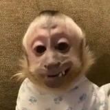 Monkeys Gifs/stickers