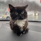 Котики и всякое