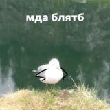 Чат Деды на похуе