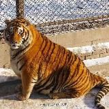 TigerTravel