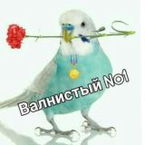 Волнистый №1🦜️🇺🇿