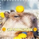 ❀capybaralove❀ (закрыт)