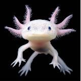 Axolotl, аксолотль на все случаи жизни