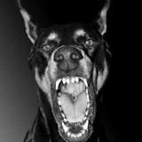 Vampirex