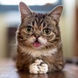 LIL BUB Portal 🐈