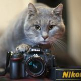 fotokot_bvu 🐯
