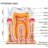 зуб tooth