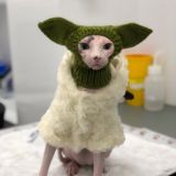 Elysium Sphynx Cattery