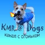 KMR@Dogs