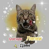 Мягкие лапки🐈🐾