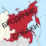 Бродячие собаки Дальний Восток