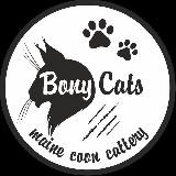 BONY CATS питомник Мейн Кунов г. Ташкент