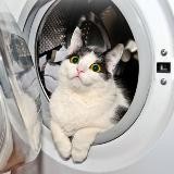 Котовище