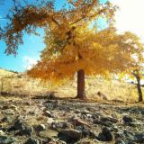 روستای ابره در