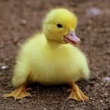 Cute Chicks and more