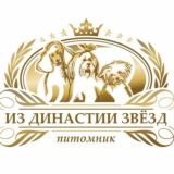 Той Пудель / Мальтипу