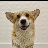 Marvincorgi