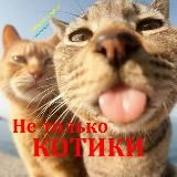 Не только КОТИКИ