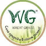 Wheatgrass_30