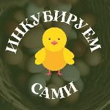 ИНКУБИРУЕМ САМИ 🐣