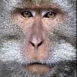 Обезьянки [Monkey] 🐒