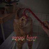 🐈meows_biser🐈