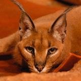 Hourly Caracals