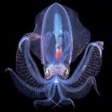 Глубины океана🐋
