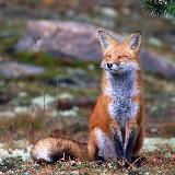 fox nose