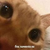 Мемные сливки ฅ^•ﻌ•^ฅ