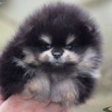 Pomeranian kennel Iz Laguny Grez